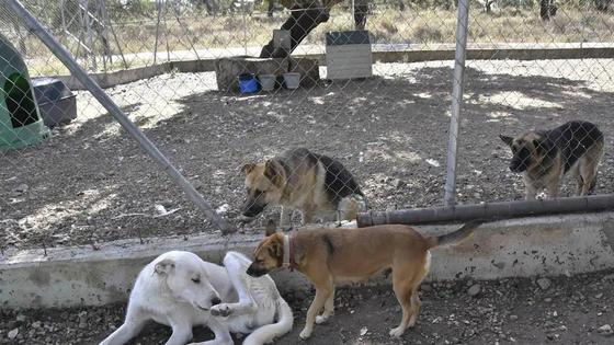 Las adopciones de perros serán gratis en la perrera de Badajoz para facilitarlas