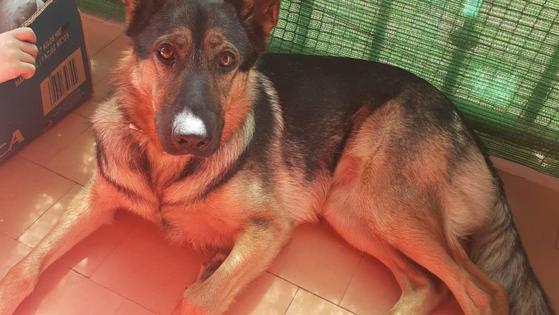 Escan asiste a 24 mujeres víctimas de violencia machista con la ayuda de perros