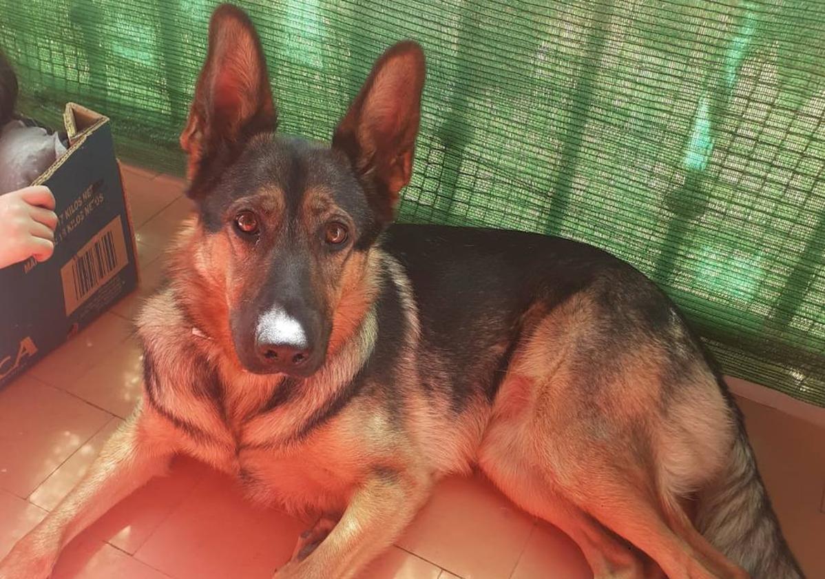 Escan asiste a 24 mujeres víctimas de violencia machista con la ayuda de perros