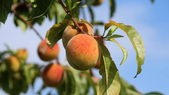 La Finca La Zuhilla busca recolectores para la recogida de la fruta con hueso