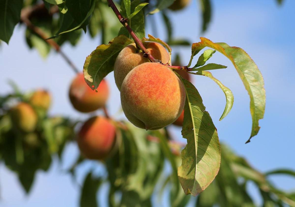 La Finca La Zuhilla busca recolectores para la recogida de la fruta con hueso