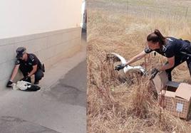 Agentes con ejemplares de cigüeña blanca.