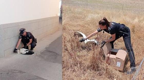 La policía de Talarrubias recoge varios ejemplares de cigüeña blanca