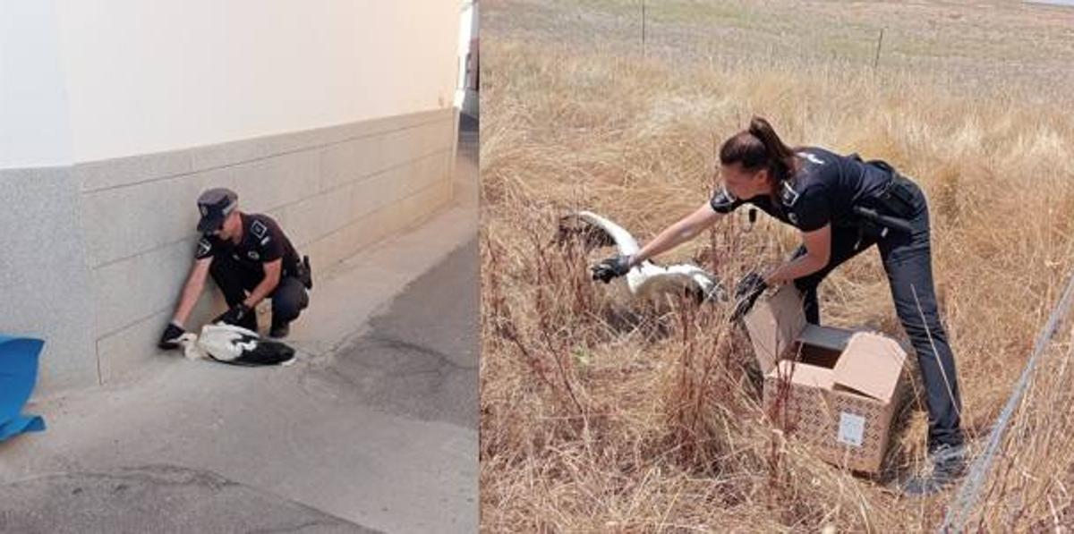 Agentes con ejemplares de cigüeña blanca.