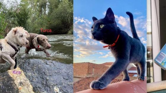 Récord de participación en el concurso de mascotas