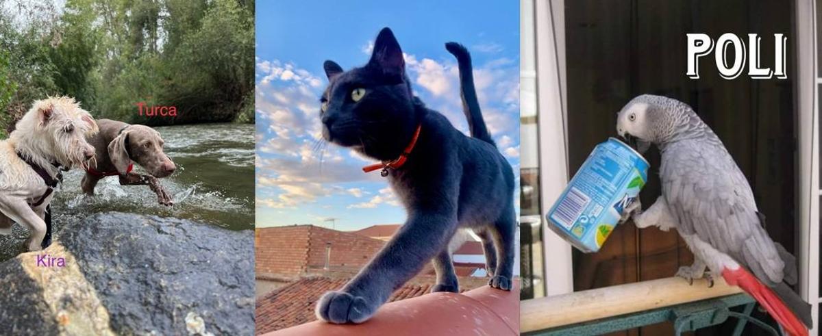 Récord de participación en el concurso de mascotas