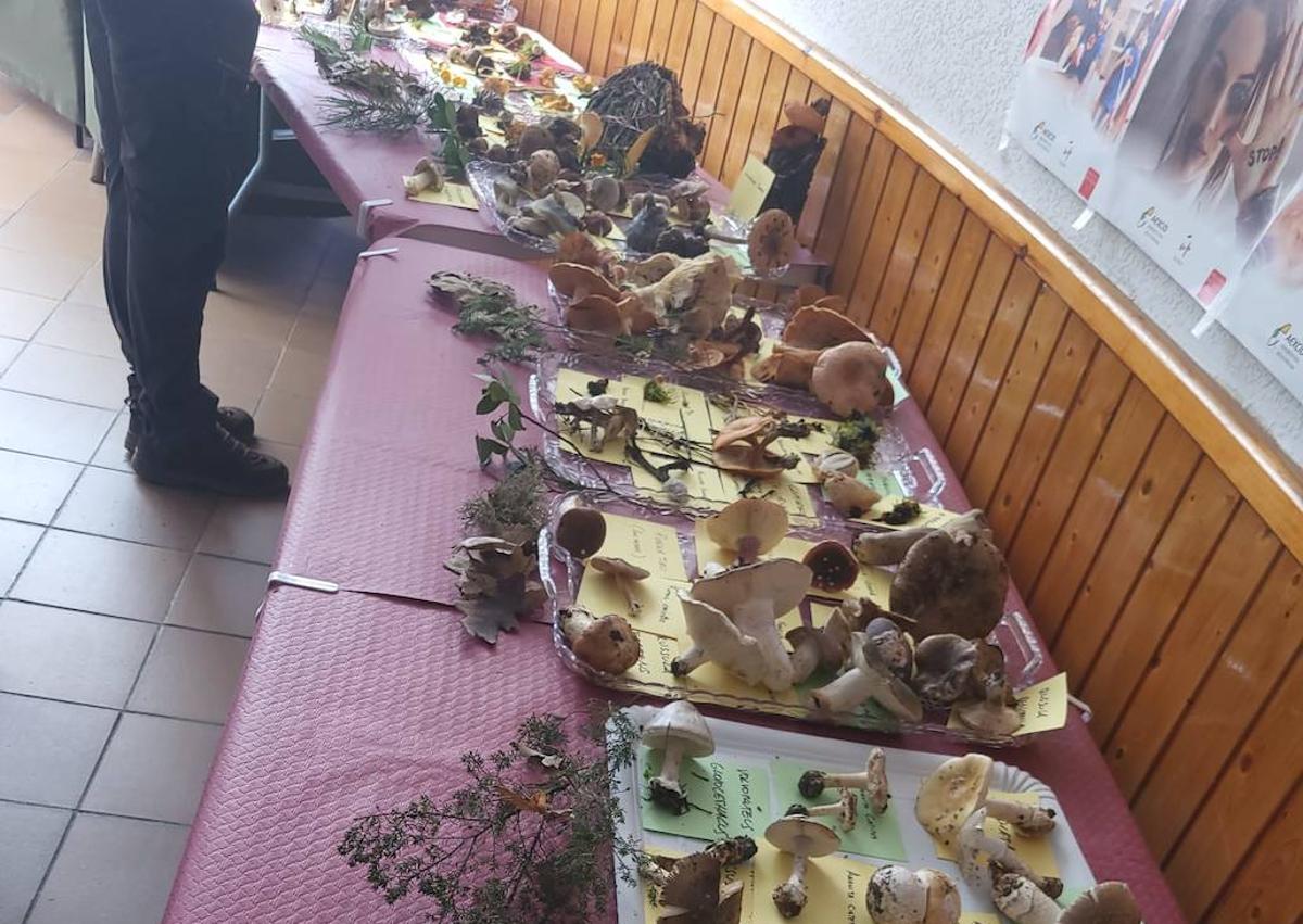 Imagen secundaria 1 - Uno de los premios entregados y exposición de setas.