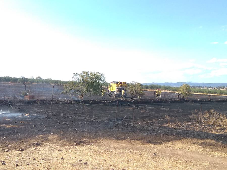 Dos incendios forestales arrasan varias hectáreas en Talarrubias