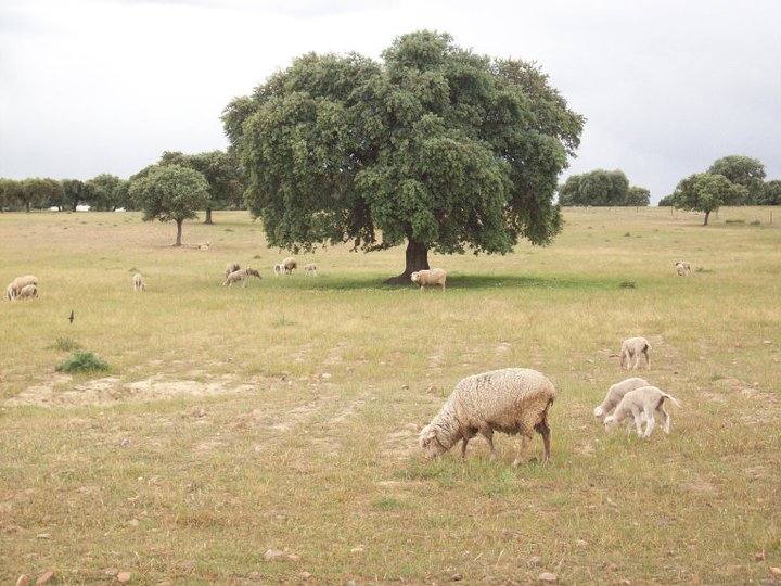 Siete municipios de La Siberia Extremeña rechazan el plan de la reserva de la biosfera