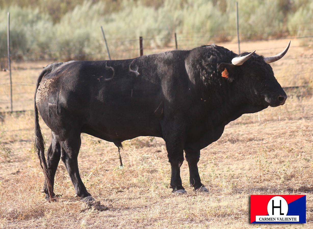 Fotos: Galería toros de la corrida de rejones Fiestas Virgen de la Asunción 2020