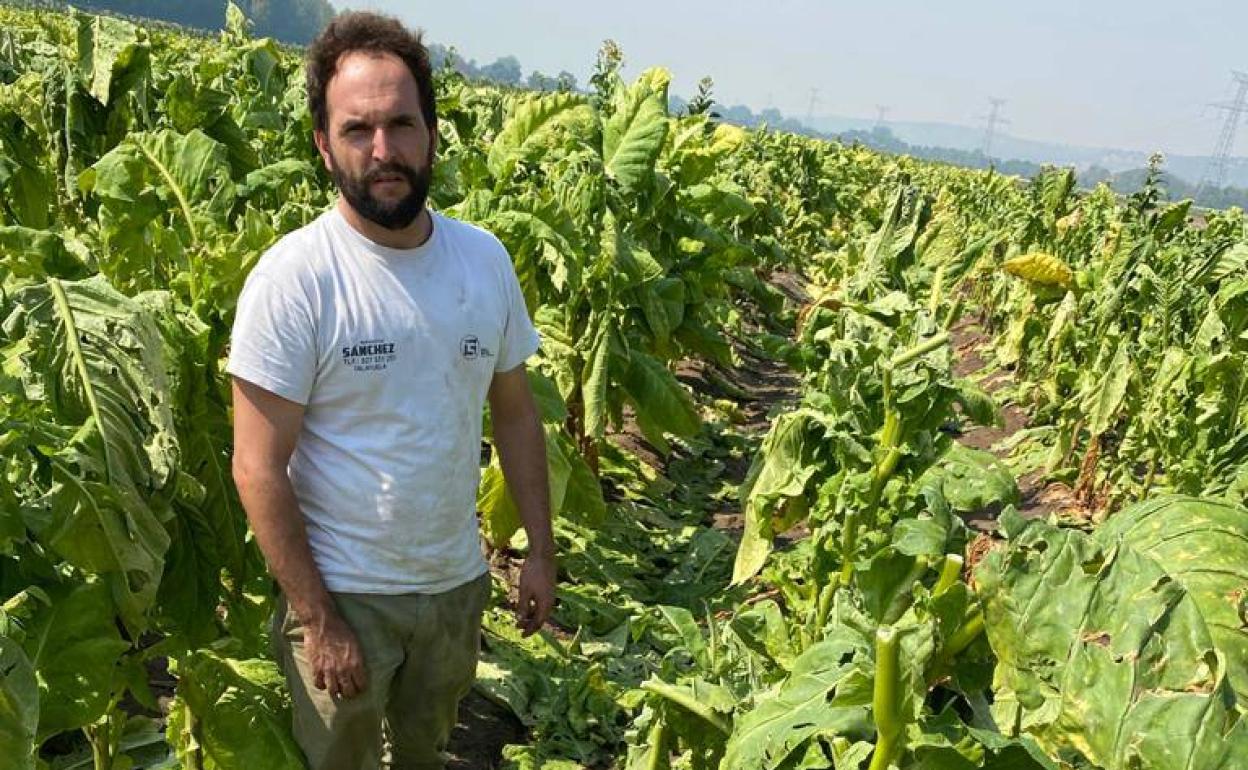 «La tormenta ha afectado a casi toda la finca y hay zonas en las que se ha perdido toda la producción»