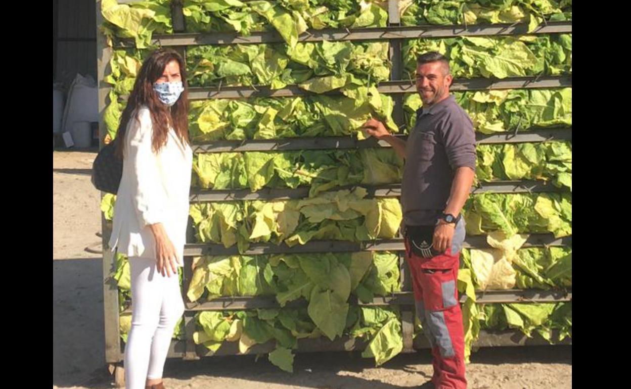 «Soy optimista y apuesto por seguir produciendo tabaco»