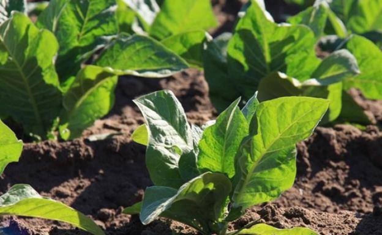 Los tractores volverán a cortar la Autovía de Extremadura el día 26 para reclamar la continuidad del tabaco