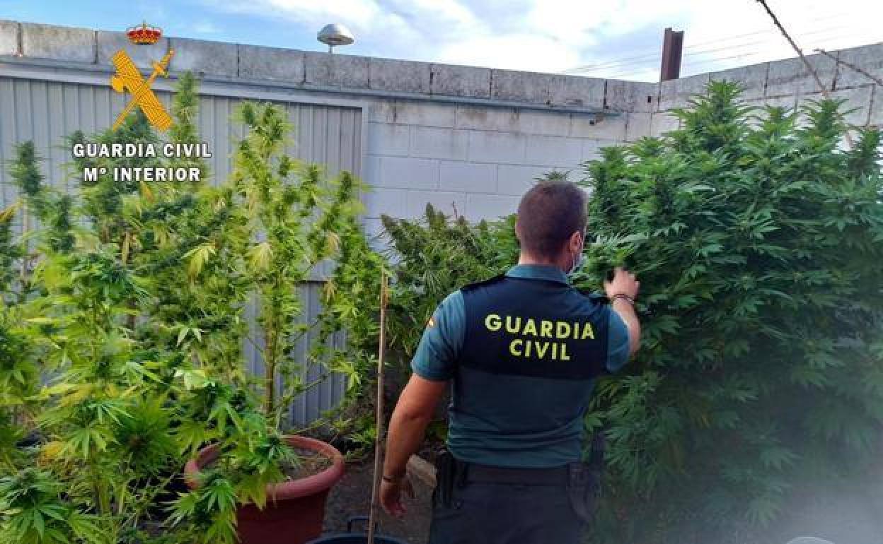 Investigan a un vecino de Casatejada por cultivar marihuana en una parcela de su propiedad