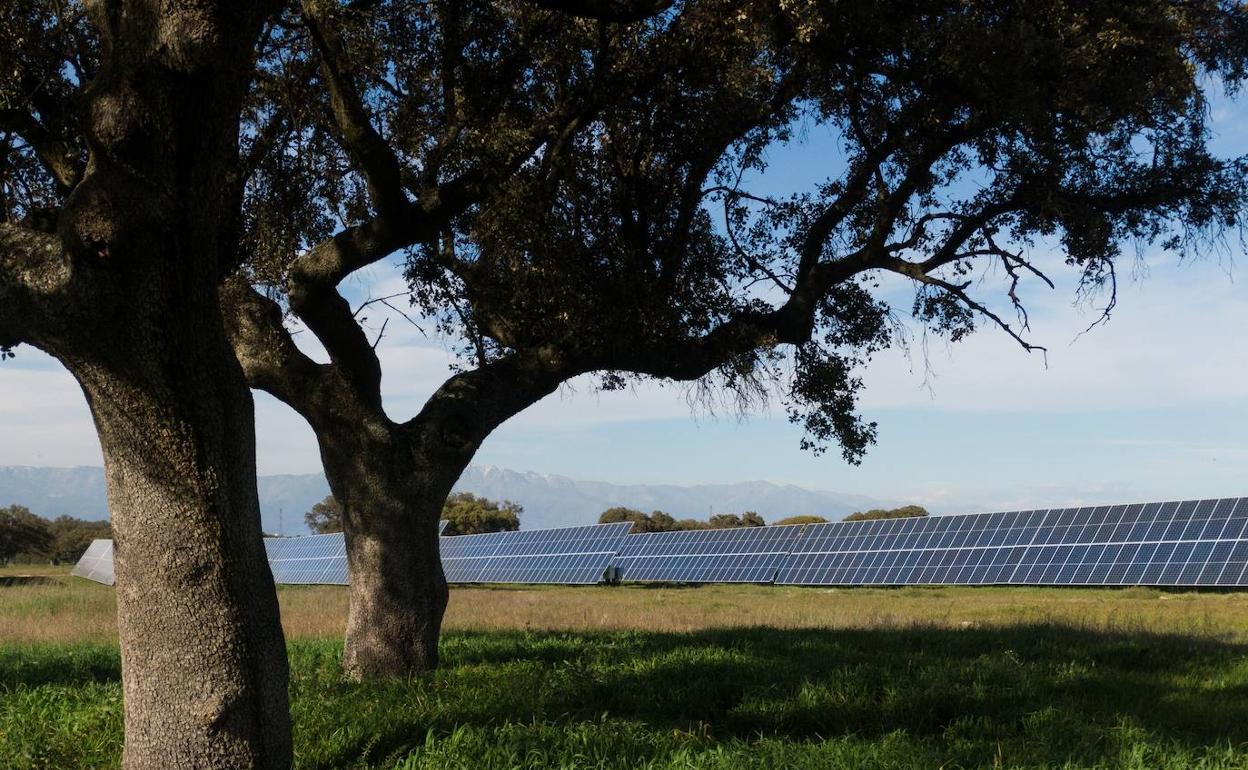 Talayuela Solar, distinguida con el Certificado de Excelencia para la Sostenibilidad y la conservación de la Biodiversidad