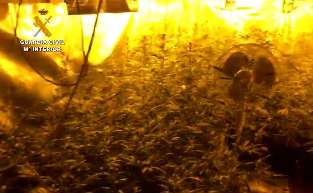 La Guardia Civil desmantela en Navalmoral un cultivo 'Indoor' de marihuana y aprehende 320 plantas