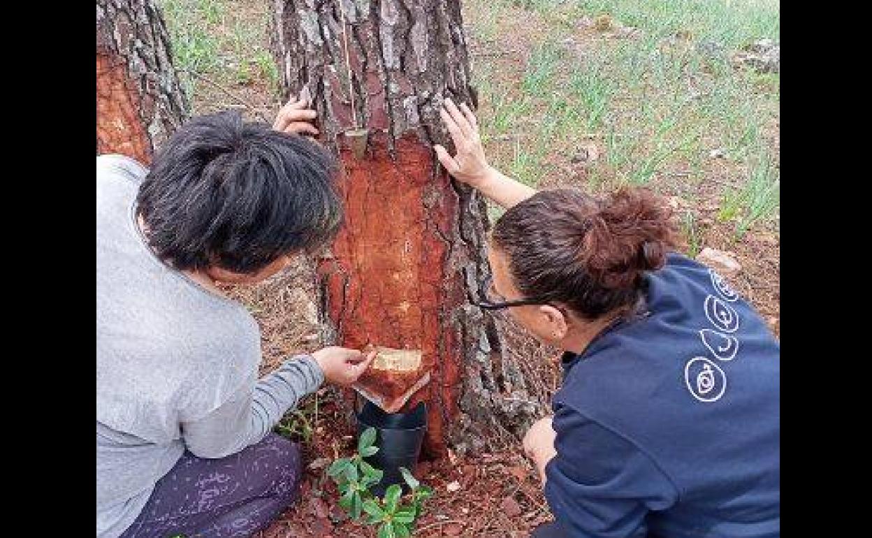 Talayuela suma nuevos profesionales al sector de la resinación
