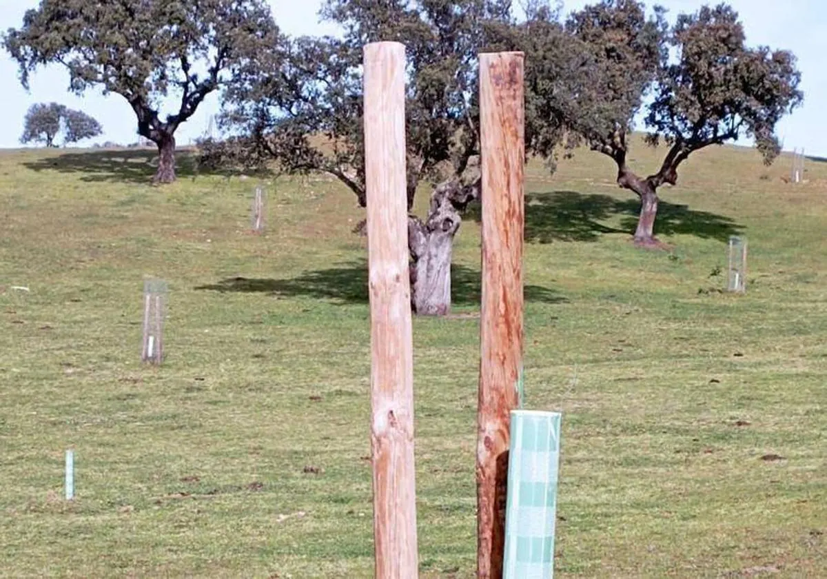 Uno de los plantones roto, sin el mallazo metálico de protección