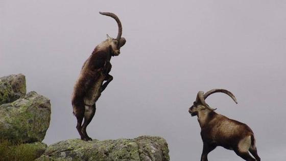 La Asociación de la Reserva de Caza la Sierra de Gredos-Extremadura subasta 45 monteses y venados por 80.890 euros