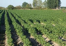 La Junta de Extremadura notifica el pago de la ayuda del tabaco