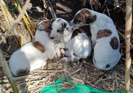 Los cachorros en la zona del arroyo Palancoso