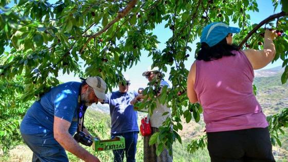 La campaña de cerezas del Jerte necesita personal