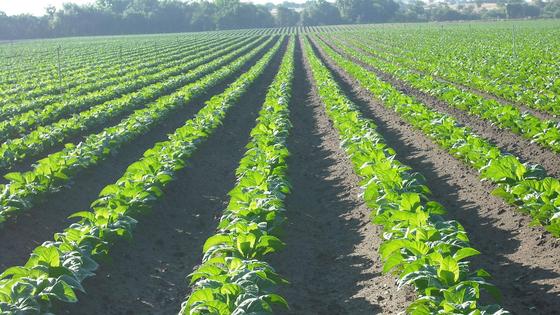 El nuevo plan de tabaquismo pone en jaque al cultivo de tabaco extremeño