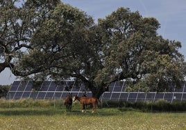 Caballos en la planta solar Talayuela II de Statkraft, en Cáceres