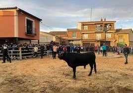 Talayuela recupera la tradición de la suelta de novillo