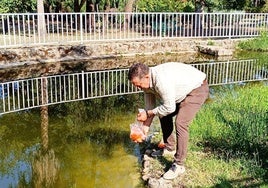 Vertido de los peces en el estanque