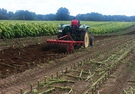 Explotación tabaquera en el norte de Cáceres