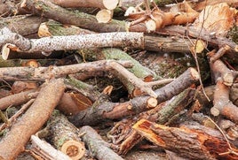 Ya es posible solicitar permisos para el aprovechamiento de la leña en suelo de la dehesa