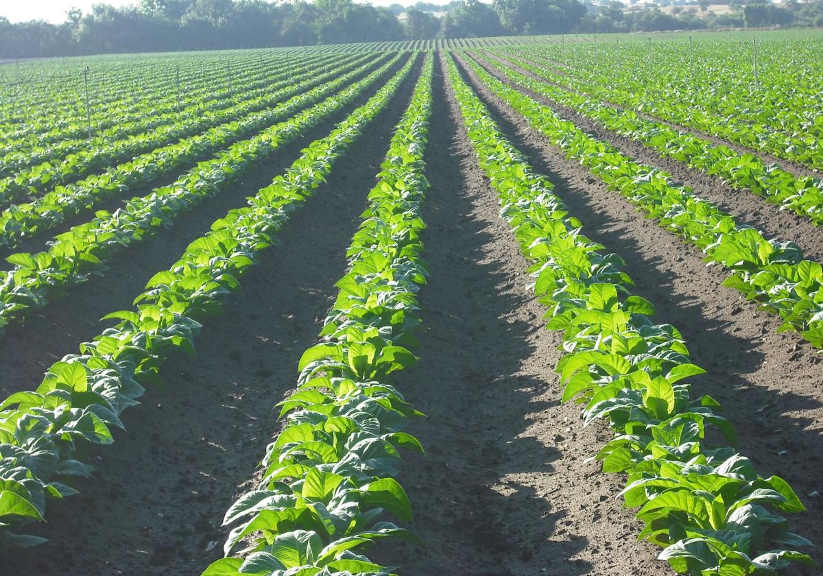 Plantación tabaquera del norte de Cáceres