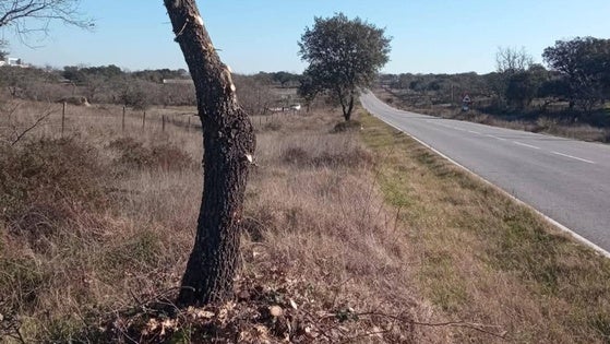 La carretera de Santa María de las Lomas se une a las labores de desbroce