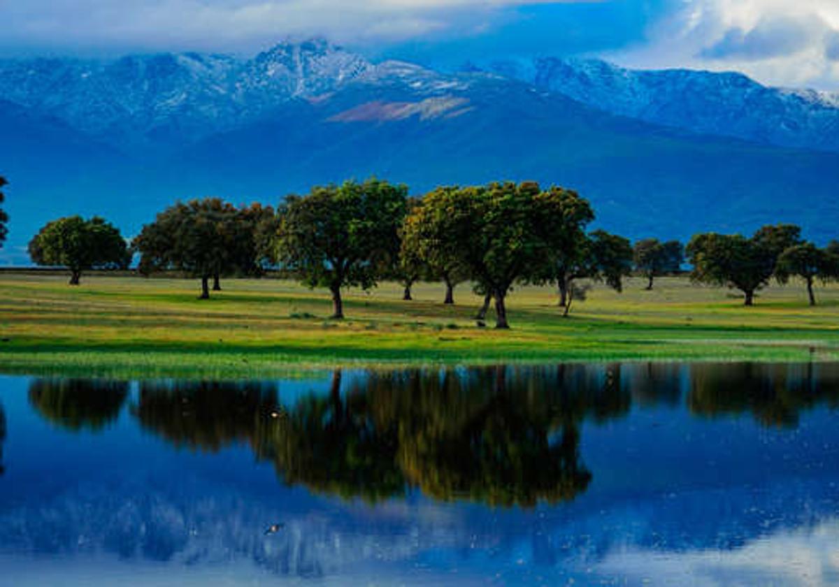 Espectacular imagen del pinar con Gredos al fondo