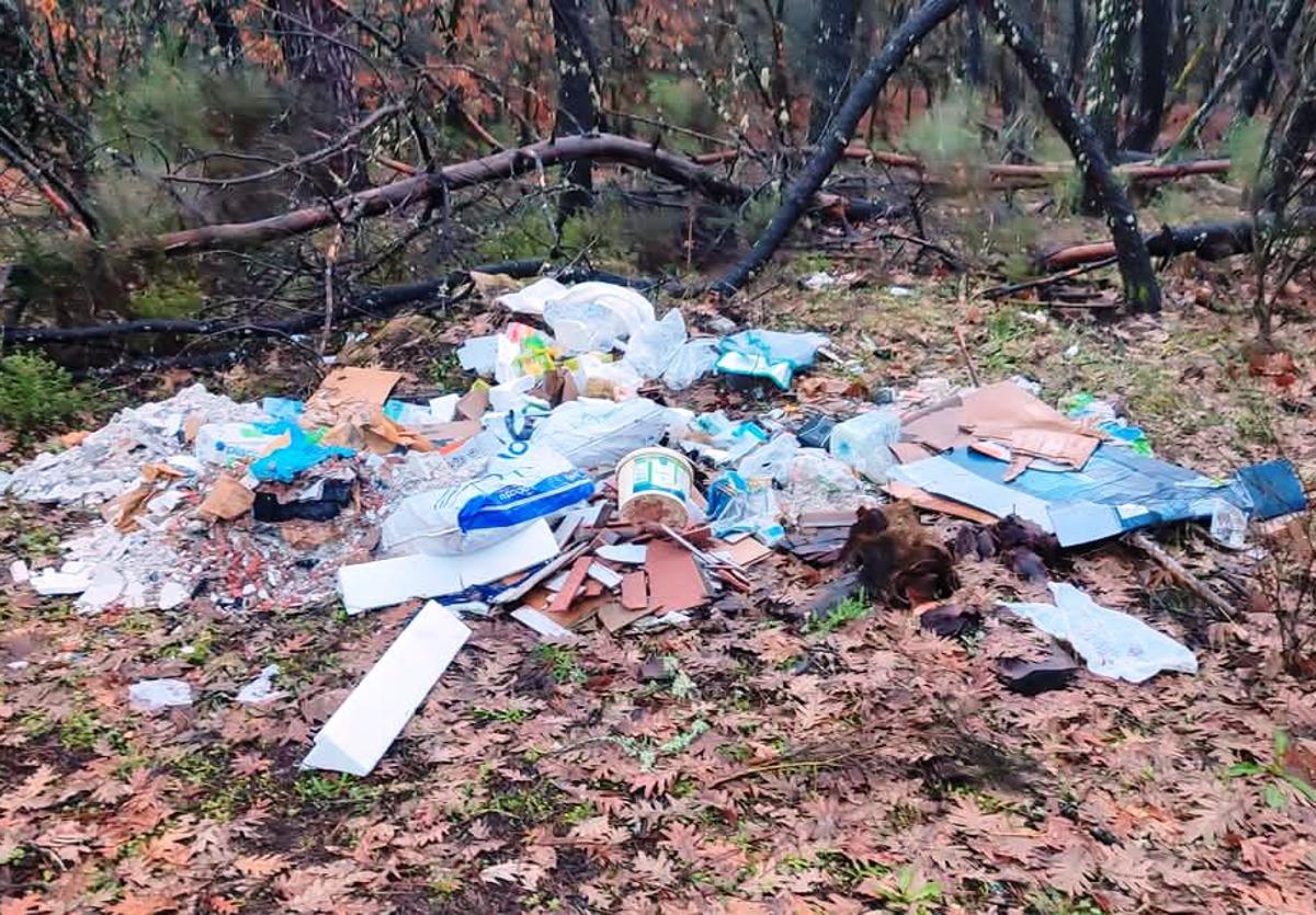 Lamentable imagen encontrada en el pinar