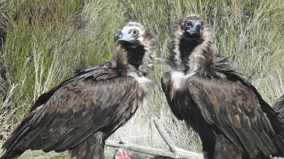 Statkraft apoya el proyecto de reintroducción del buitre negro de Grefa