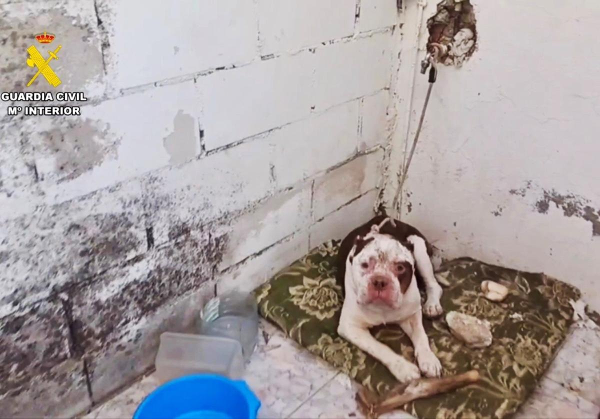 Investigado por maltrato animal un vecino que tenía a un perro en estado de abandono