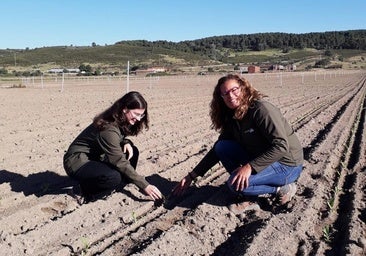 Investigan como reducir la huella de carbono en la producción tabaquera