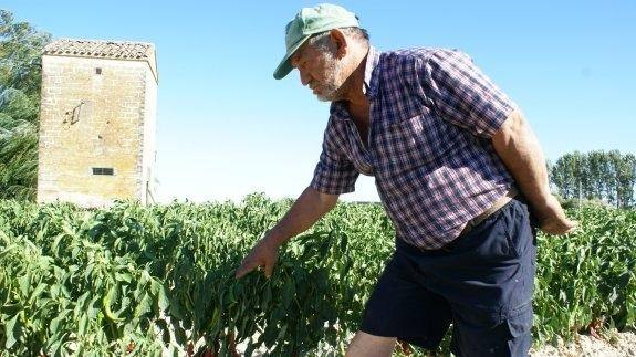 Cultivo de pimientos en la zona regable de Rosarito