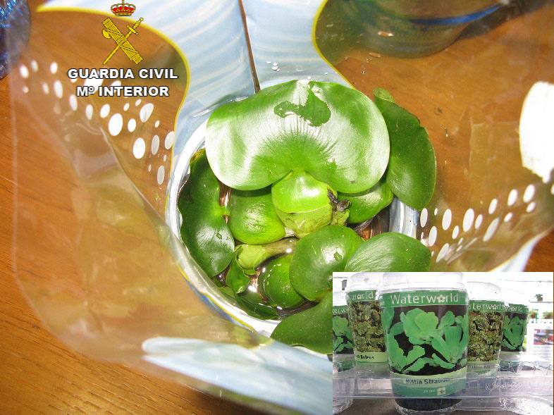 La Guardia Civil realiza inspecciones en establecimientos públicos, para evitar la venta de plantas invasoras.