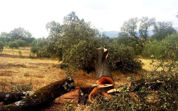 ASFOTIETAR insta a la Junta a aprobar las Directrices de Gestión Forestal de los Pinares del Tiétar para que no vuelvan a repetirse sucesos como los de Majadas