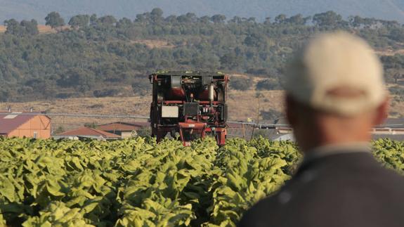 Una cosechadora recoge tabaco en una parcela de Jaraíz de la Vera. Este año la campaña se alargará hasta mitad del mes de noviembre.