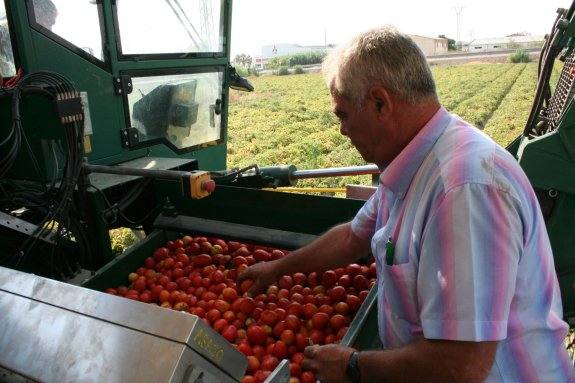 Un agricultor cosechando tomate en los campos de la región. :: hoyUn agricultor cosechando tomate en los campos de la región