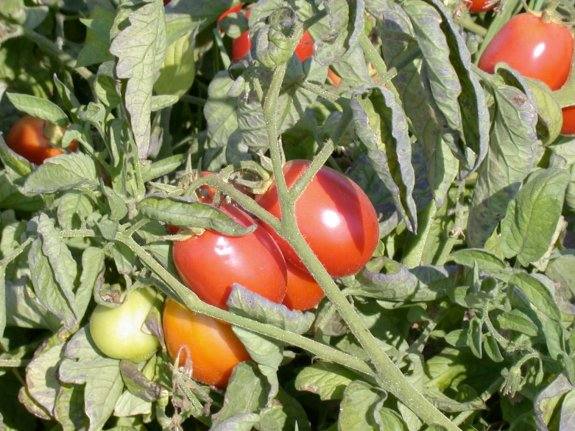 Una plantación extremeña de tomate