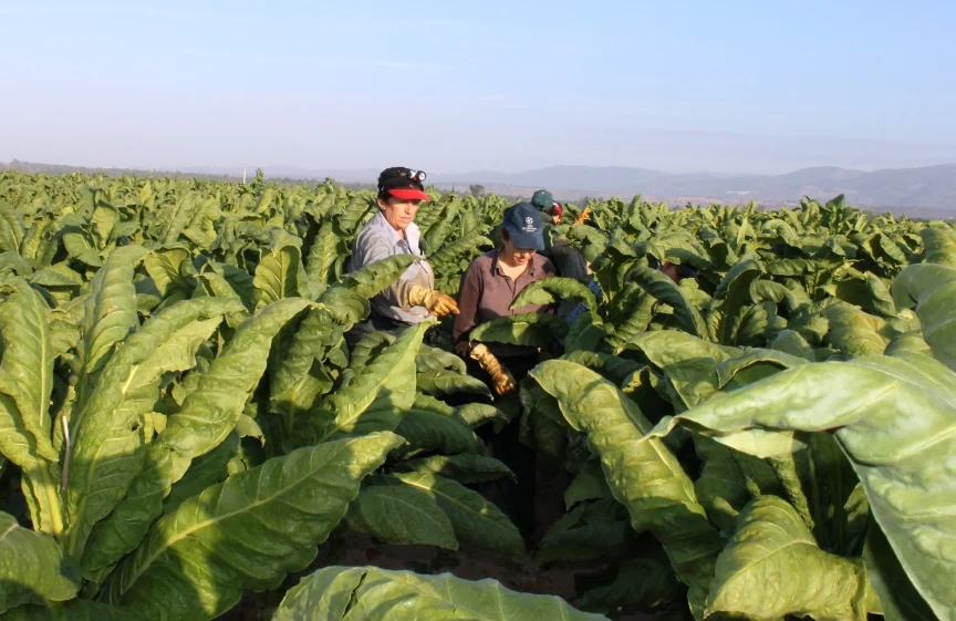 La Interprofesional del tabaco pide renovar los acuerdos de compra para "garantizar la continuidad del sector"