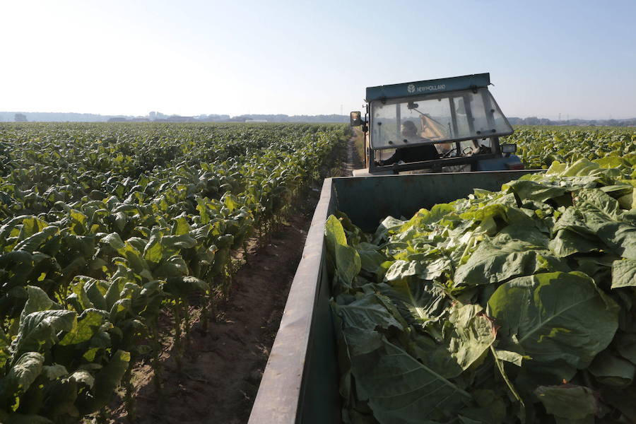 La Junta y Philip Morris firman un acuerdo para el desarrollo tecnológico en el sector del tabaco