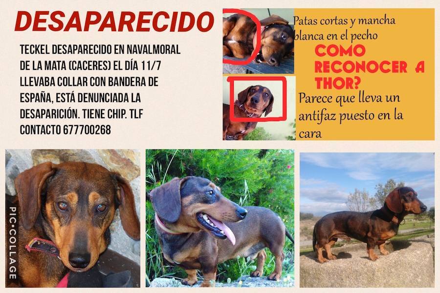 La desaparición de perros, muchos de ellos sustraídos, es más habitual de lo que parece 