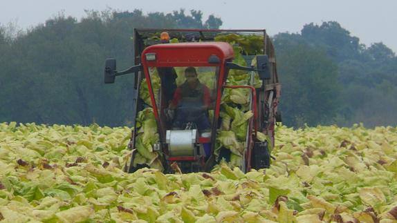 Cosechadora recogiendo tabaco en la comarca de Campo Arañuelo
