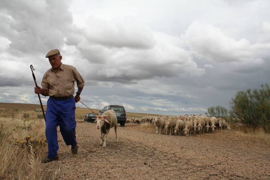 La Junta abona casi 25 millones de euros en ayudas al ovino y al caprino